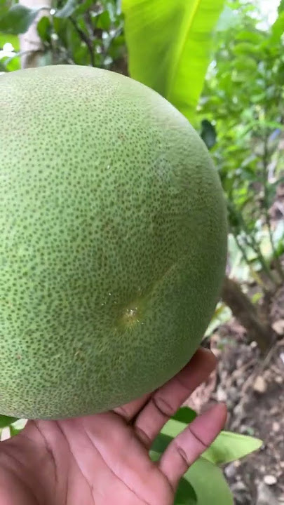 Characteristics of ripe pomelo #pomelo
