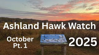 Ashland Hawk Watch Update - First Half of October 2025
