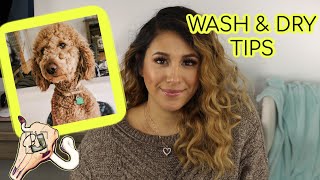 Things you NEED to know when washing your dog |Goldendoodle Tips & Tricks