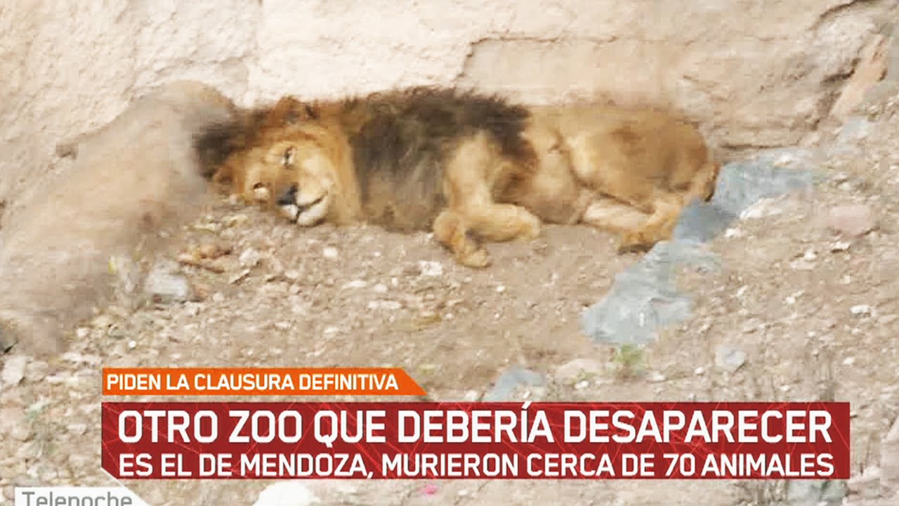 Otro Zoo que debería desaparecer