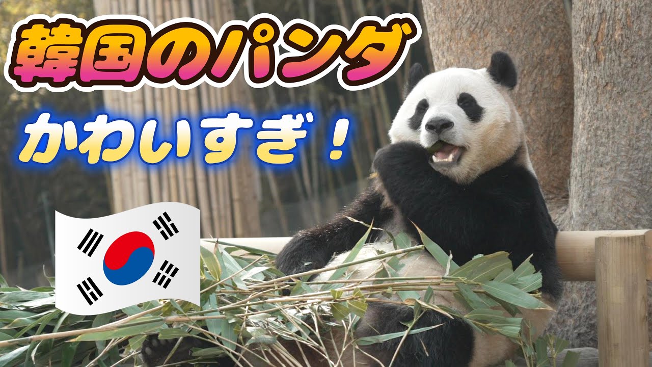エバーランド公式パジャマ実写バオファミリー新製品パンダフバオ