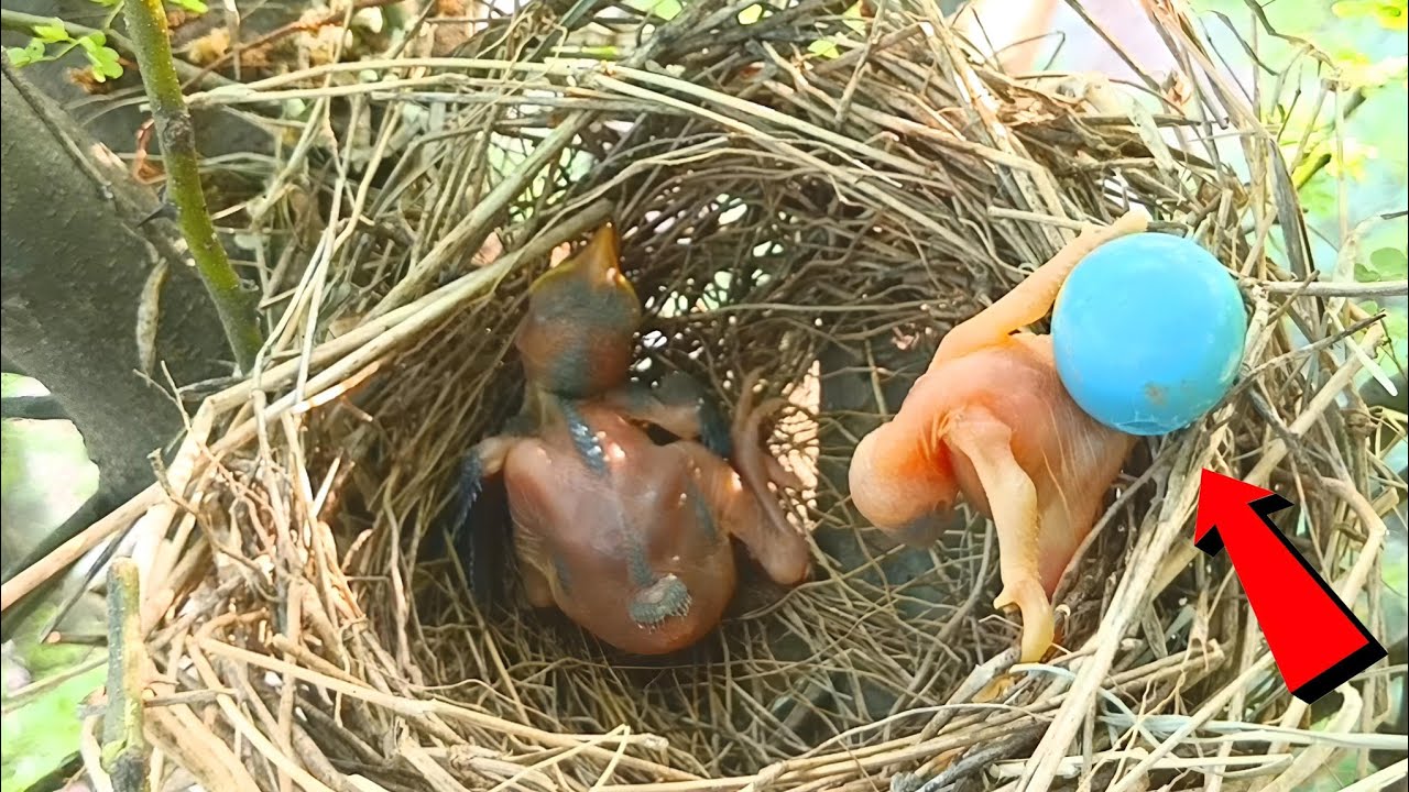 Cuckoo baby throwing the eggs out of the nest @Birdsbabies7786 - YouTube