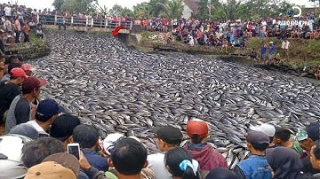 Động vật hoang dã xâm chiếm thành phố được camera ghi lại!