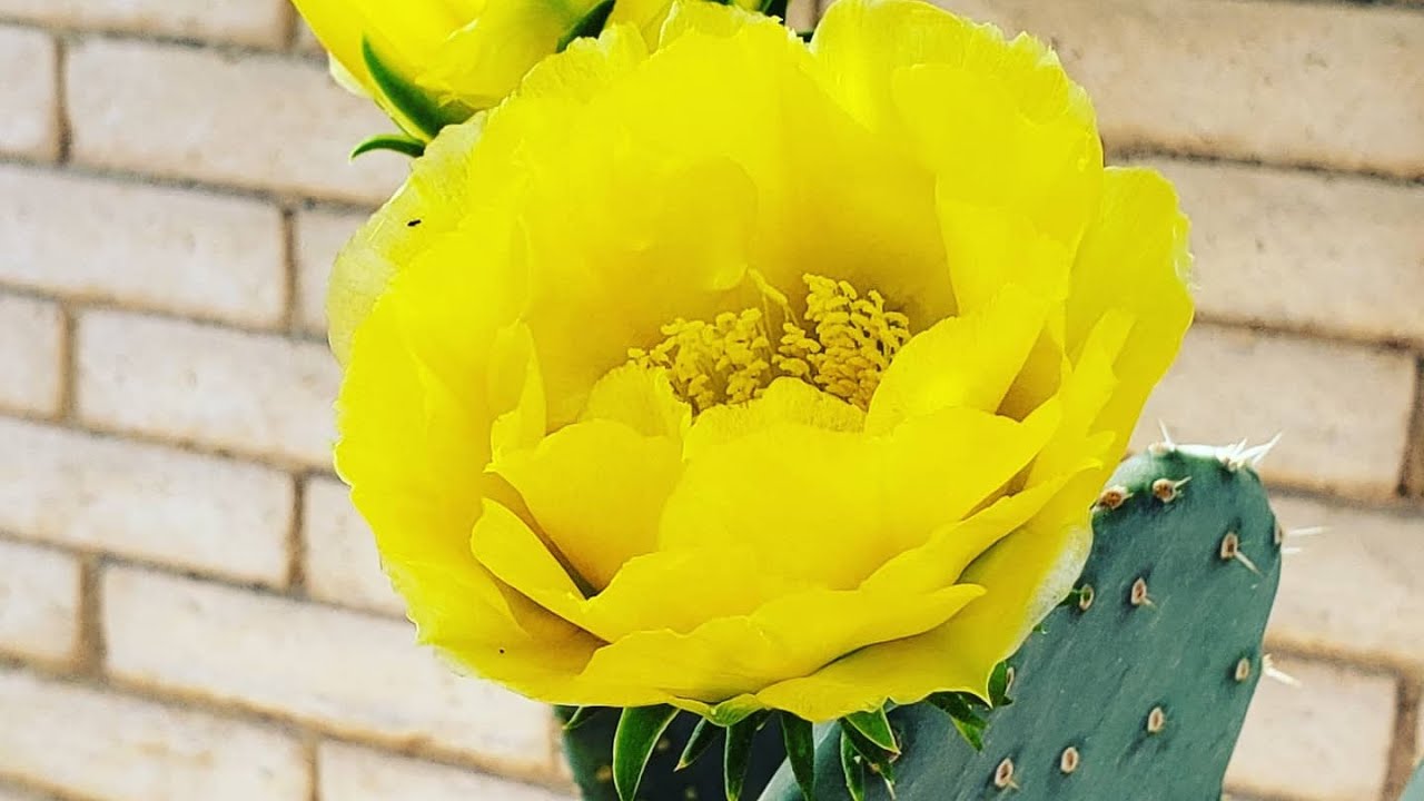 FLOWERS ON CACTUS? EDIBLE PRICKLY PEAR CACTUS YouTube