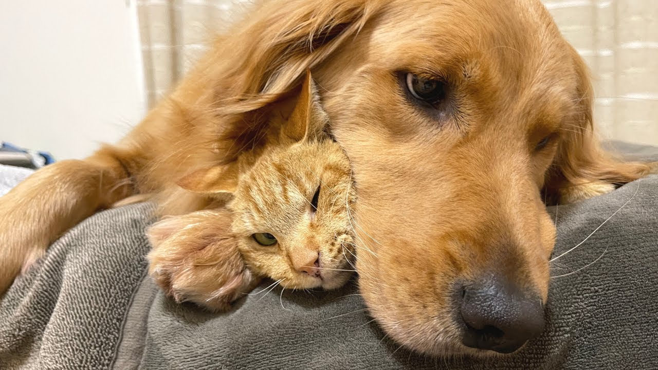 重大発表 よもぎともみじについてのご報告があります 保護ネコ ゴールデンレトリバー Youtube