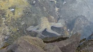 Little Friendly Octopus
