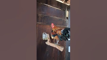 gà rừng tơ giải nhất khá xong rồi ae ơi cố gắng lên xem ai sẽ được nhận nhé.qaib qus