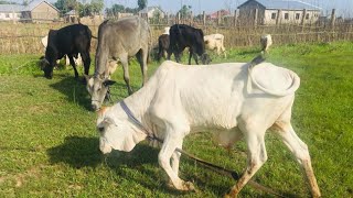 How to start a cattle farming business.   update 1 #farming #africa #animals #ghana #cattle #urban