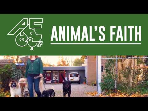 Video: Hoe honden te introduceren