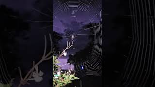 #PerfectPatch#Spider#Web#Lightning!!!