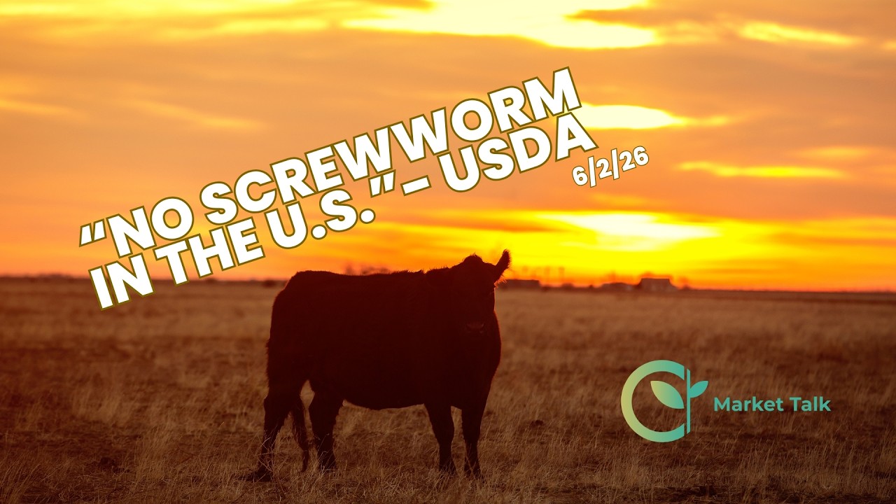 Screwworm Concerns, Bearish Money Flow Hits Grains and Cattle Tuesday