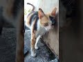 nama nya ciko