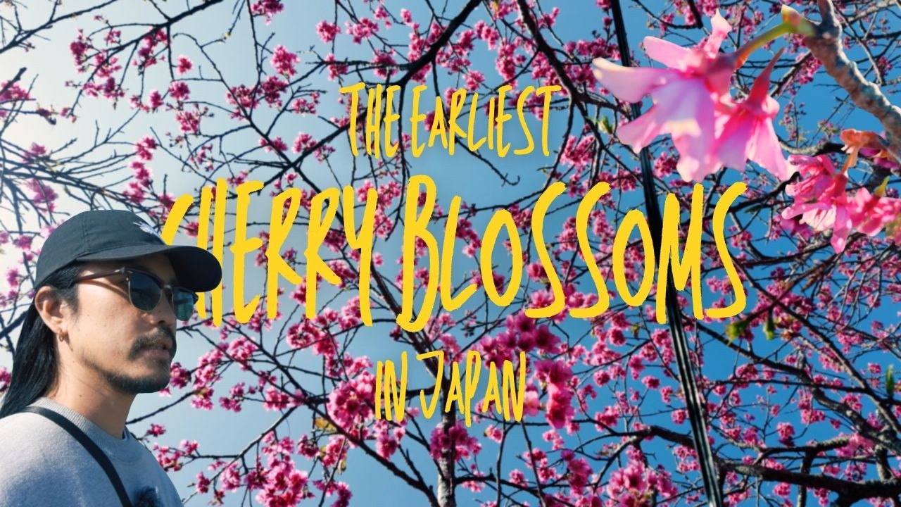 Japan’s First Sakura: Deep Pink Cherry Blossoms in Okinawa