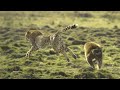 Baboon vs Cheetah