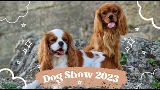 DOG SHOW : St Macaire 2023 // Cavalier King Charles by AndyWho11th 50 views 6 months ago 3 minutes, 27 seconds