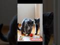 funny cat #cats #trending #shorts #yt_shorts #ytfeed