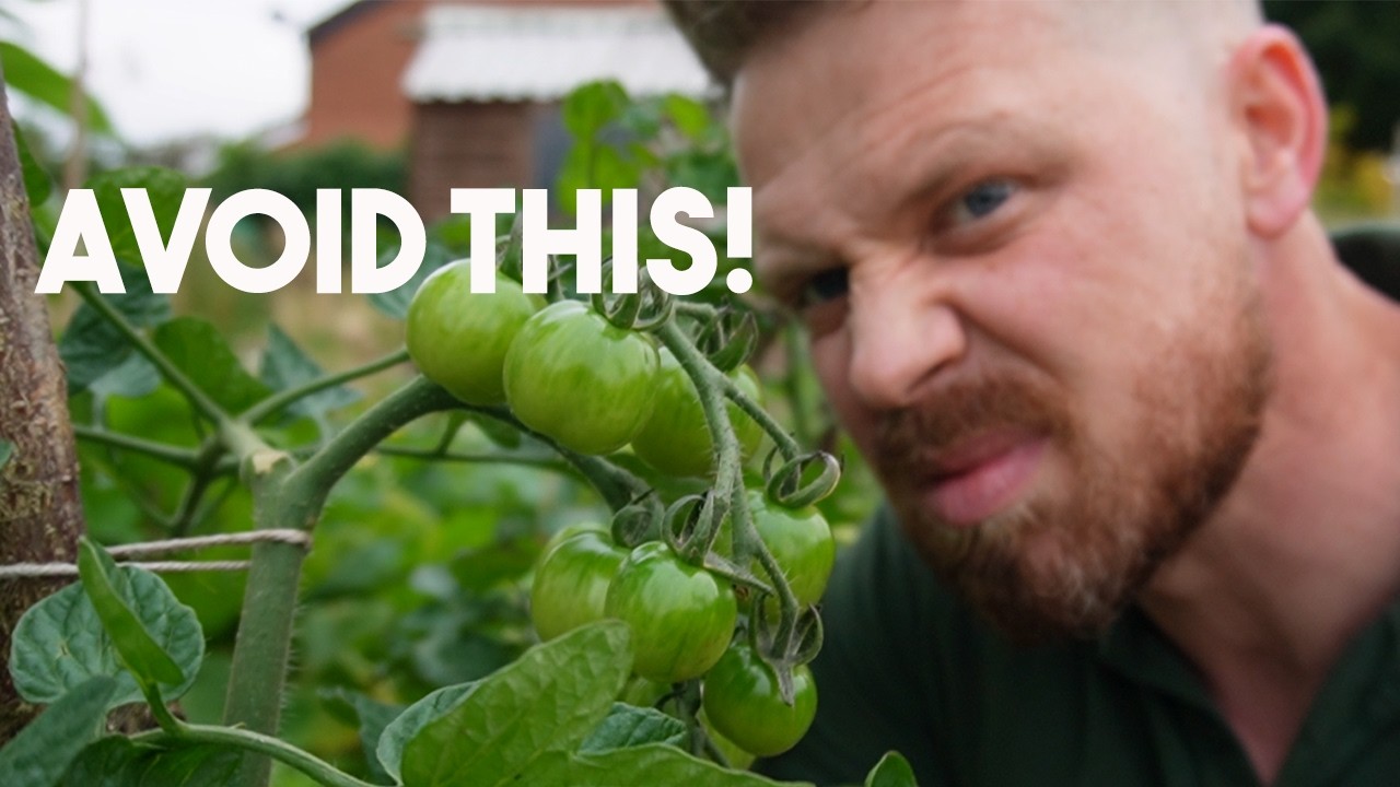 When To Plant Tomatoes Outdoors Uk When To Plant Tomatoes Outdoors Uk