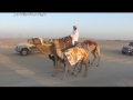 مسيرة صمود المعجزة جاسم محمد بن طوار الكواري الظفرة 2016 