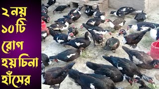 চিনা হাঁসের রোগ আসলে ২ টি নয় ১০ টি || muscovy duck farm in bangladesh || duck disease || খামার গড়ি screenshot 2