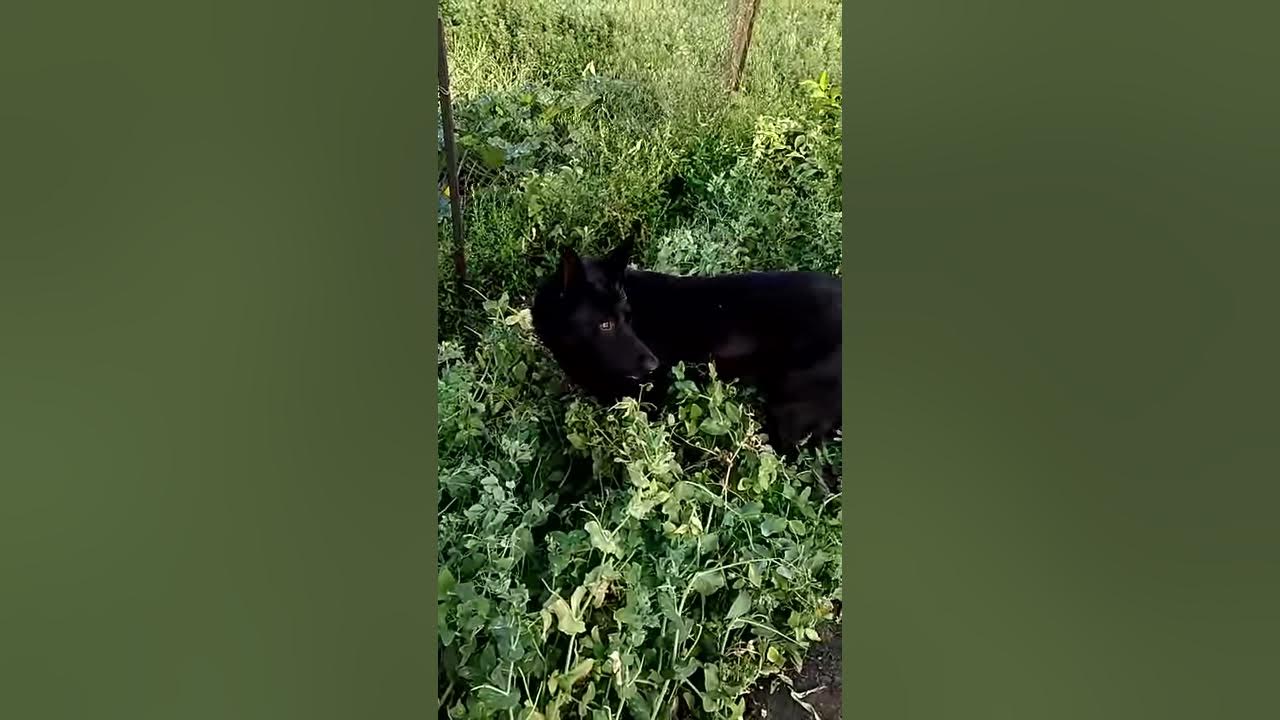 Собака ведмідь - YouTube