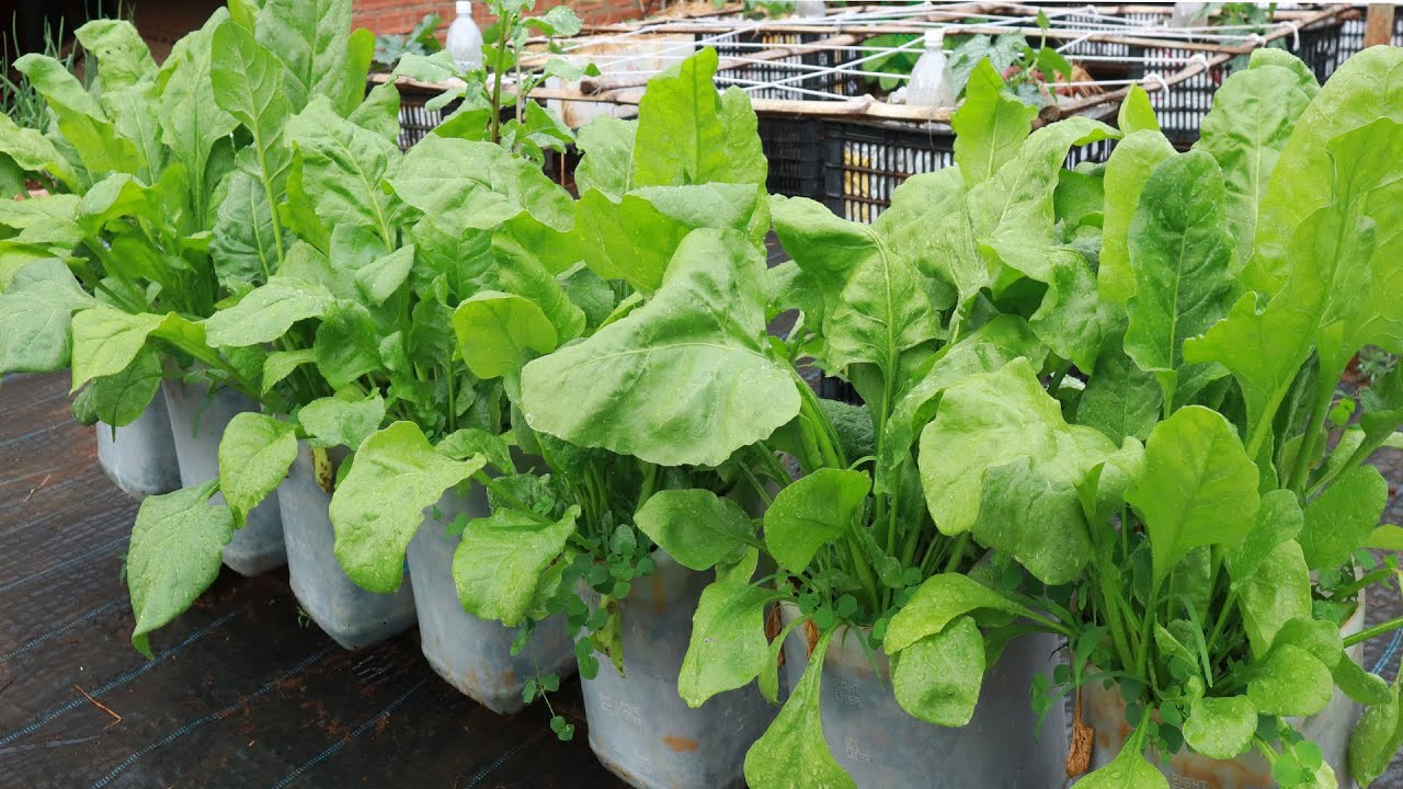 Recycle plastic cans for growing spinach Lush YouTube