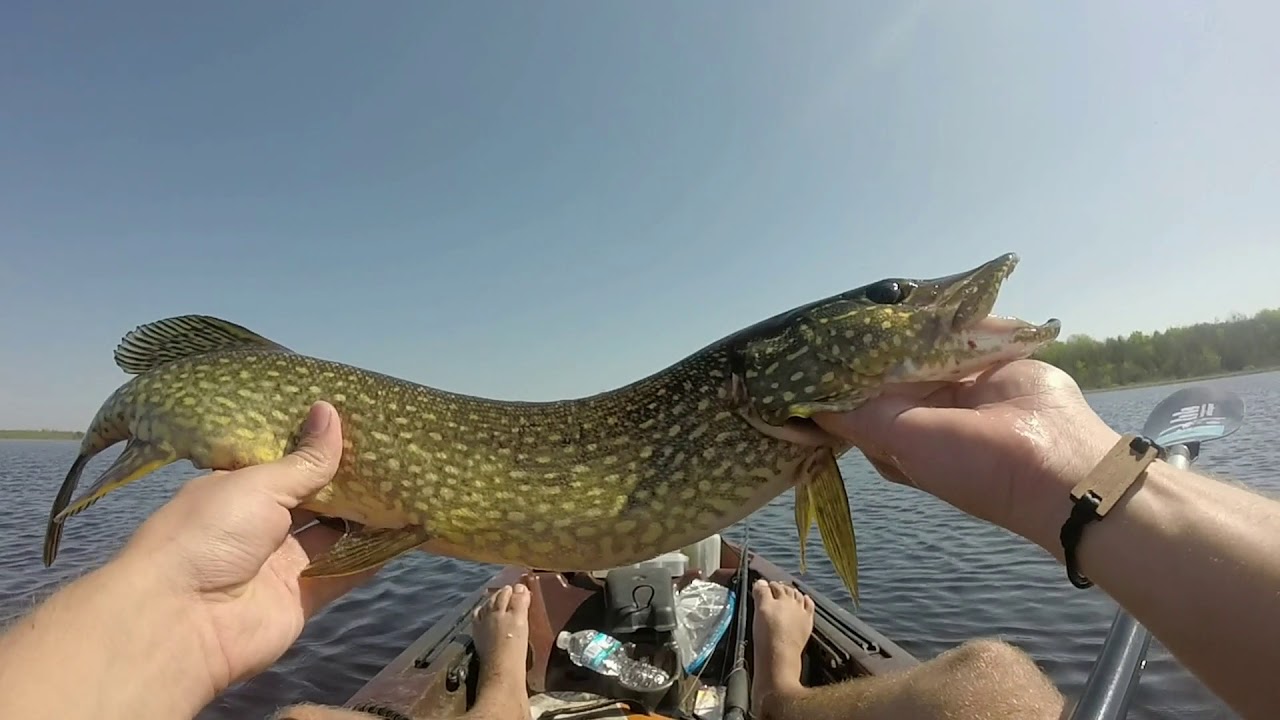 Kayak Fishing a Secluded Lake in Wisconsin for BIG Northern PIKE YouTube
