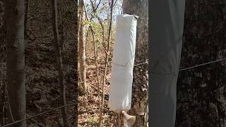 Captura De Abelha Tubuna