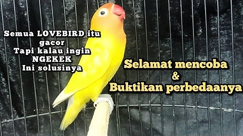 LOVEBIRD NGETIK SAMBUNG NGEKEK PANJANG
