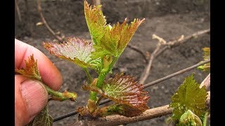 🔴🔴 1-я Обломка молодых побегов винограда. Двойники, тройники