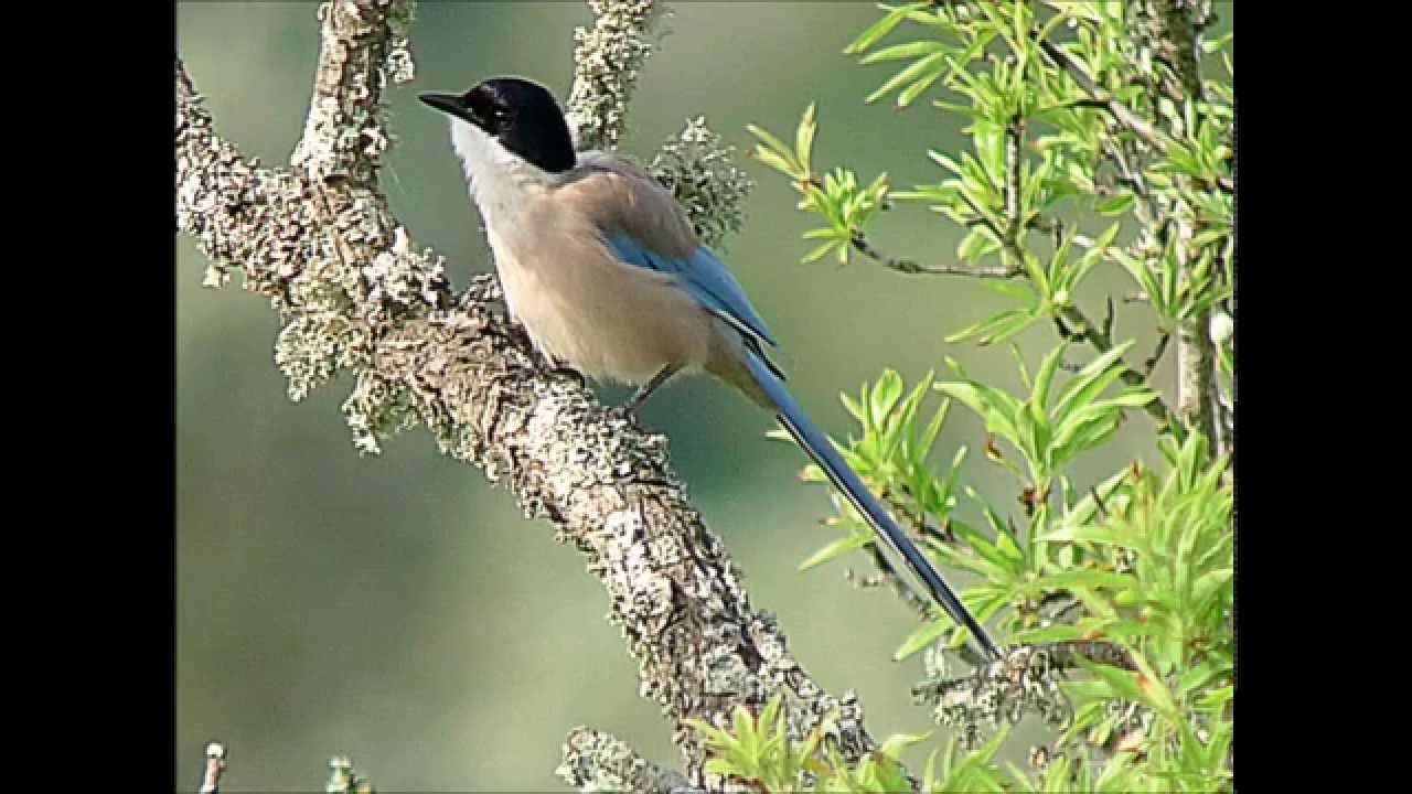 Azure-winged Magpie - Blauwe Ekster 