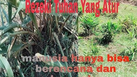 Faktor Penyebab Gagal Panen  Dan Cara Mengatasi Penyakit Budidaya Jahe Merah