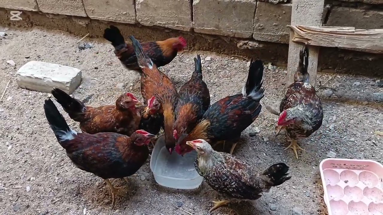 لقاح نيوكاسل للدجاج ليوم 21/2/2025 @طريقة تلقيح نيوكاسل للدجاج #اكسبلور #عالم_الطيور #طيور #حيوانات