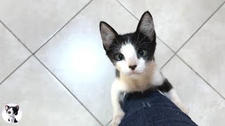 The spoiled Rescued kitten who climbed up to the owner to appeal was too cute...