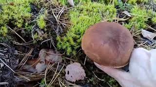 Конец Октября , собираем Грибы #грибы