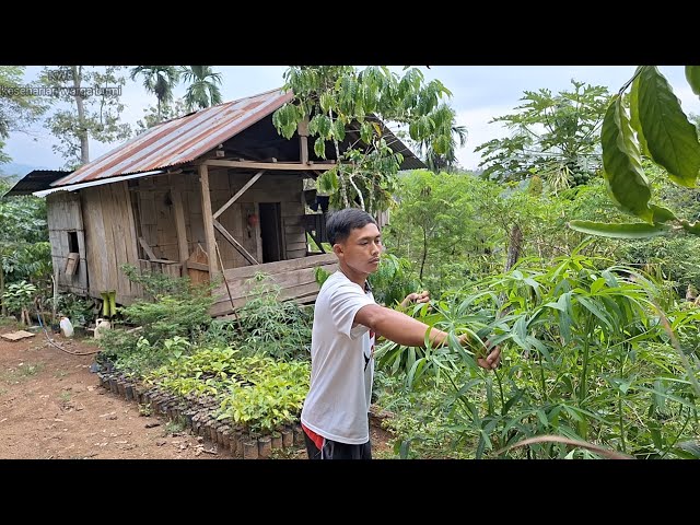 Sambel Ikan Teri Daun Ubi Singkong Rebus, Menu Makan Pulang kerja class=