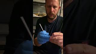 Quarantine Process-Nido Testing | Radical Reptile Fun #animalhealth #snakes #nidovirius #reptiles 