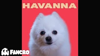 Camila Cabello - Havana - Cover Perros