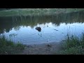 Бобр на пруду в городе (Beaver on a pond in the city)