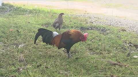 Qaib txuam qaib qus f2 qua zoo 5/12/2025