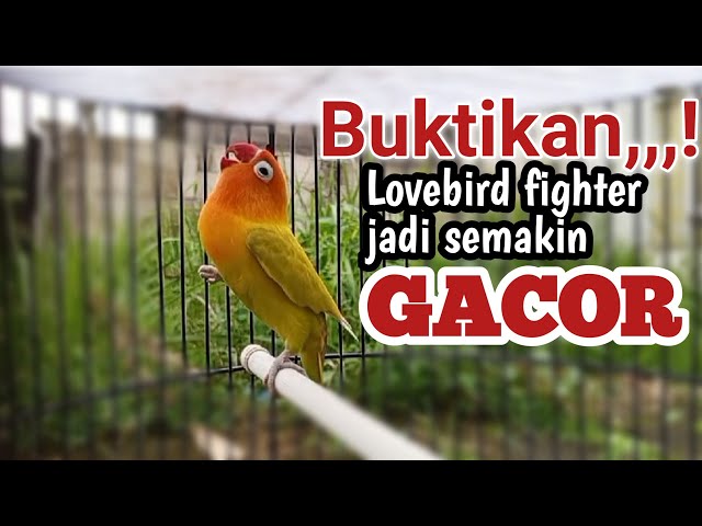 Tak selang lama Labetmu dijamin langsung CERR saat dengarkan pancingan suara lovebird ini class=