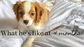 CAVAPOO PUPPY SAWYER AT 4 MONTHS! | What to expect! by Sawyer's Wonderful Life 1,664 views 2 years ago 2 minutes, 46 seconds