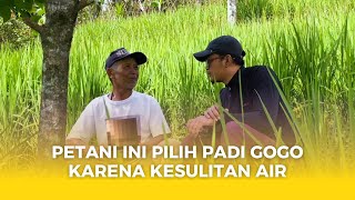 Padi Gogo Bio Patenggang Dan Biobestari Solusi Petani Di Lahan Kering