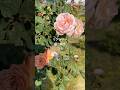 Leander English Roseリアンダー　イングリッシュローズ　David Austin