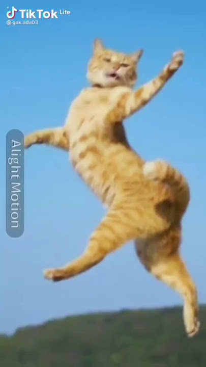 kucing joget dan motor #shorts