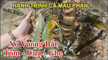 Trải Nghiệm Xổ Vuông Tôm Bắt Tôm - Cua - Ghẹ ở Cà Mau || Hành Trình Đất Mũi Cà Mau Phần 1