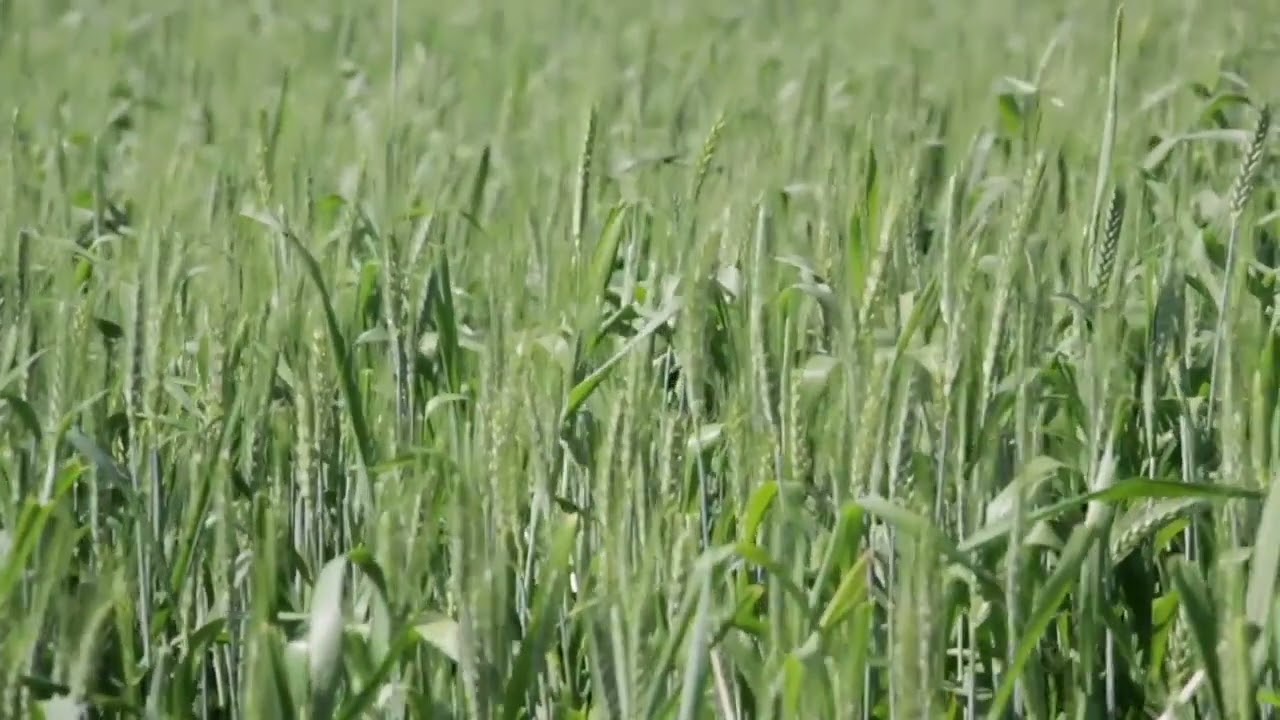 Урок 46. Техника быстрого запоминания слов. Выходные с итальянским.