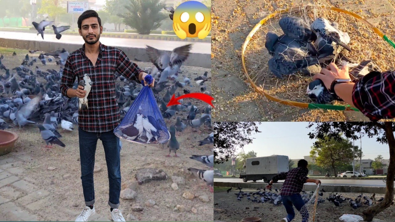 Aaj Road Se sare Nayab Pigeons  paker Liya 😍 Maza a Gaya // how to catch pigeon // Waqar mini zoo