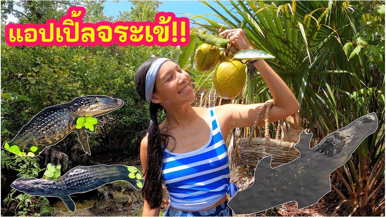 เก็บแอปเปิ้ลจระเข้ เจอจระเข้หลายตัวเลย (Eng/Th sub) Picking gator apples l Jayy Crane