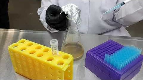 STB3053 Bioprocess Technology-Practical 1.2