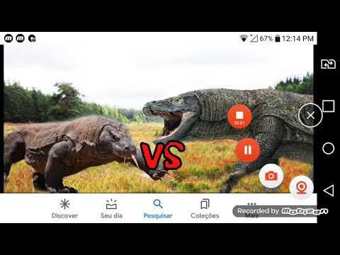 Komodo Dragon VS Megalania - YouTube